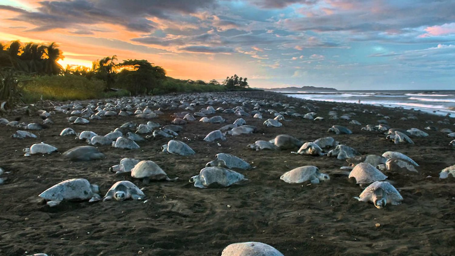 Best Surf Spots To Learn: Costa Rica | Surf School